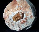 Ductina vietnamica (MAKSIMOVA 1965) - Bild © FossNet FossilienStore